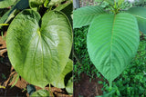Are Kratom & Kava the Same?
