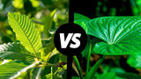 Kratom-Vs-Kava | Kratom Connect